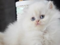 British Longhair Beyaz Kedimiz