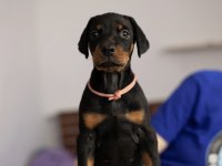 Keskin bakışlı doberman yavrularım
