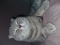 Sahiplendirilecek Scottish Fold Kedimiz