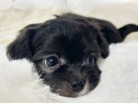 Black toy poodle çok uyguna