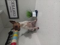 Uysal Chihuahua Kızımız
