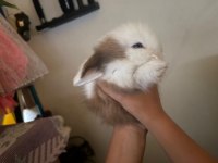 1 Aylık Hollanda Lop Tavşanı