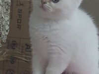 British shorthair kardeşler