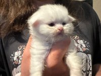 13 Nisan doğumlu beyaz scottish fold bebekler