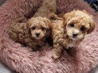 FULL GARANTİLİ GERÇEK TEACUP MALTİPOO