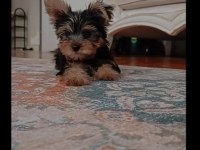 Erkek yorkshire terrier