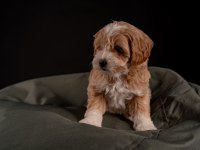 Maltipoo Yavrular