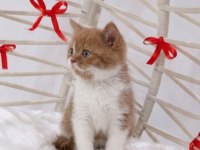 A Kalite Eşsiz Güzellikte Cinnamon Bicolor British Shorthair
