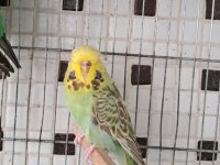 Kaliteli Renk Muhabbet Kuşları