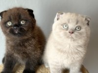 Scottish fold çikolata Point