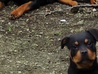 Erkek 2.5 aylık rottweiler