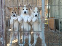 AKİTA İNU KÖPEĞİ