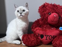 4-5 aylık british shorthair kedisi aşılar hepsi full