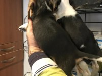 Beagle yavruları