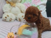 Kore Kan Red Brown Poodle Minikler