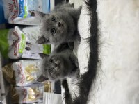 En güzel british shorthair yavrular