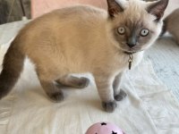 Çok güzel british shorthair yavrular