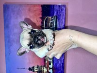 Fransız bulldog bebeklerım