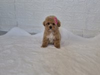 Maltipoo Yavrularımız