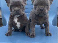 Blue Egzotik French Bulldog Yavrular