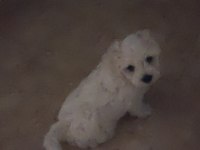 Pamuk gibi çok tatlı ev köpeği