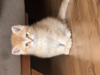 Eşsiz güzellikteki golden british shorthair yavrumuz