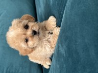 A KALİTE MALTİPOO LAR