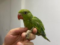 El besleme pakistan papağanı bebek
