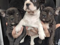 FRENCH BULLDOG YAVRU