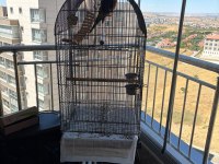 Mükemmel bakımlı Erkek Lori