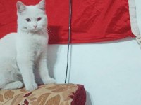 British shorthair 1 yaşında