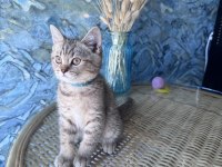 British shorthair black golden dişi ve erkek yavrular