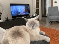 British shorthair dişi