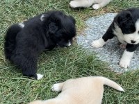 Ücretsiz yavru köpeğimiz sahiplendirme ilanı