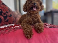 Kore Poodle Erkek