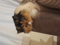 Acil 1.5 yaşında dişi calico persian doğum yaptı longhair