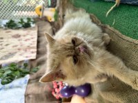 İRAN KEDİMİ SAHİPLENDİRİYORUM