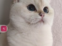 Safkan British Shorthair