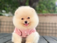 Dişi erkek Pomeranian Boo ve spitz yavrularımız (orjinal)