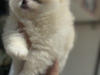 Show kalite pomeranian boo yavrularımız