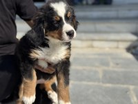 Petmode köpek çiftliğinden bernese yavrularımız