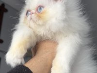 İRAN PERSİAN (MÜKEMMEL KALİTE)