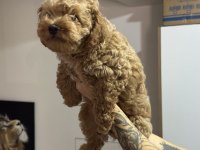 Wc eğitimli aşılı pasaportlu maltpoo yavrularımız