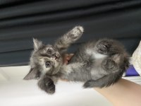 5 haftalık british shorthair yavrularıma yuva arıyorum