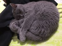7 aylık british shorthair