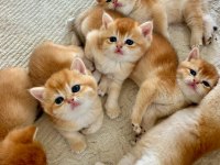 Birbirinden Güzel Golden British Shorthair Yavrularım