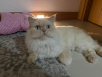 1,5 yaşında british longhair