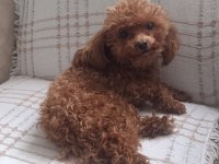 Tea Cup Redbrown Toy Poodle dişi