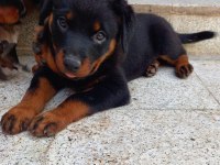 2,5 aylık dişi yavrular sahiplendirilecek rottweiler