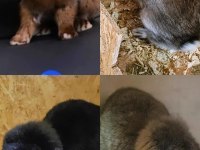 Uygun mini lop tavşanı dişiler